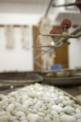 Silk Cocoons Being Reeled